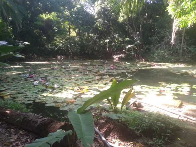 Finca en venta en Corregimiento De Bonda, Santa Marta, 65815 m² · foto 7 de 20