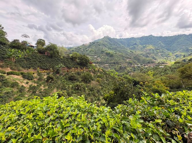 Finca en venta en Alto Bonito, Manizales, 100 m² · foto 12 de 16