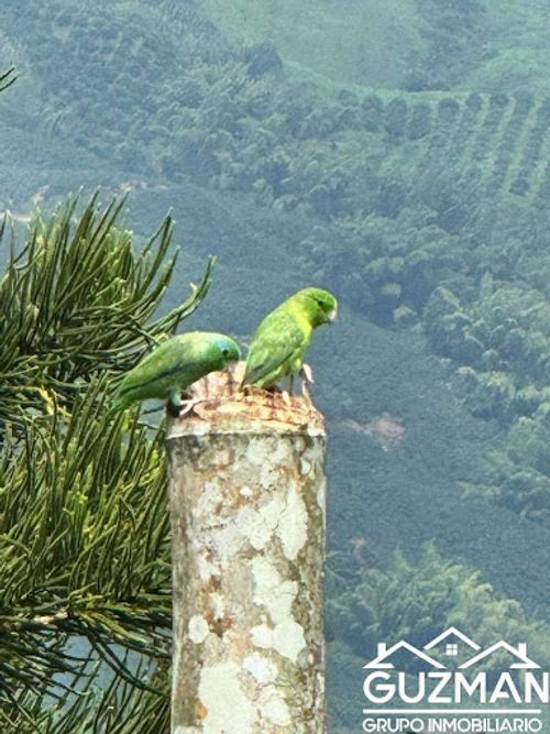 Finca en venta en San Cayetano, Manizales, 4000 m² · foto 13 de 24