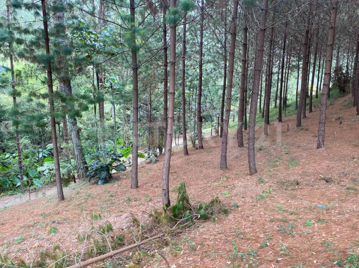 Land in El portento for Sale - 4