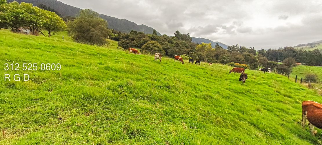 Finca en venta en Rio Frio, Zipaquirá, 25000 m² · foto 7 de 15