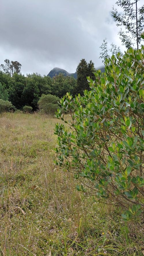 Lote en venta en Gratamira, Sopó, 30000 m² · foto 9 de 19
