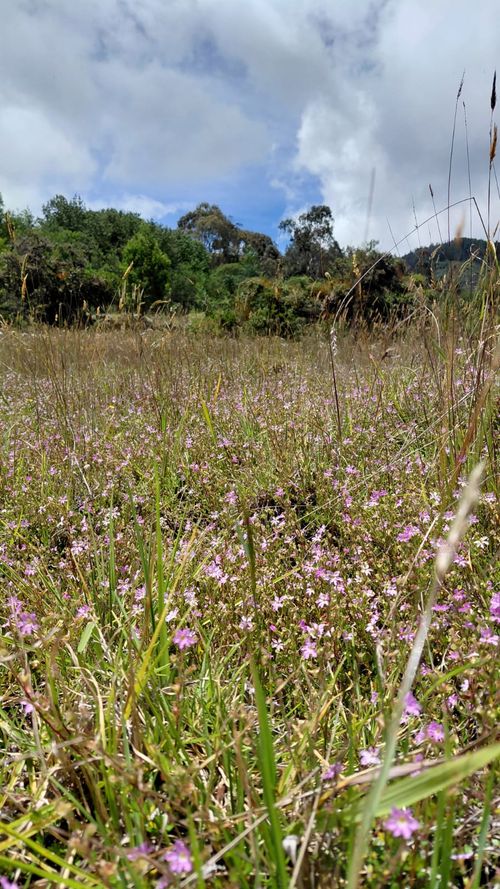 Lote en venta en Gratamira, Sopó, 30000 m² · foto 13 de 19