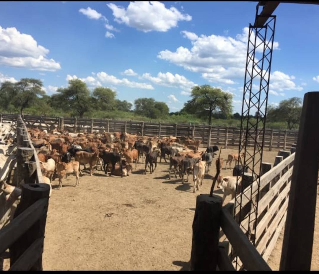 EN VENTA | Estancia Agroganadera de 8.504 Ha en General Díaz, Boquerón — foto 3