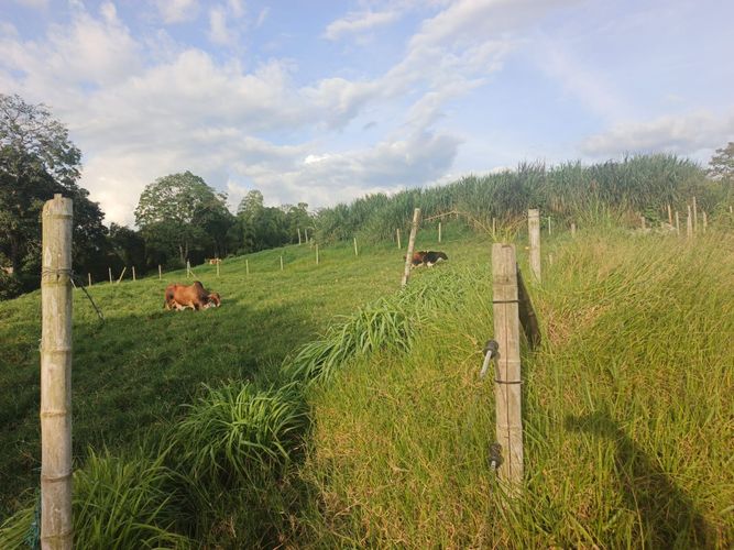 Finca en venta en Condina, Pereira · foto 21 de 23