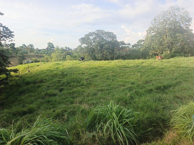 Finca en venta en Condina, Pereira · foto 22 de 23