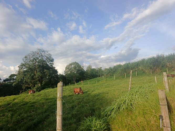 Finca en venta en Condina, Pereira · foto 23 de 23
