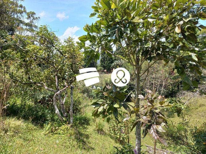 Finca en venta en Guarne, 7600 m² · foto 5 de 10