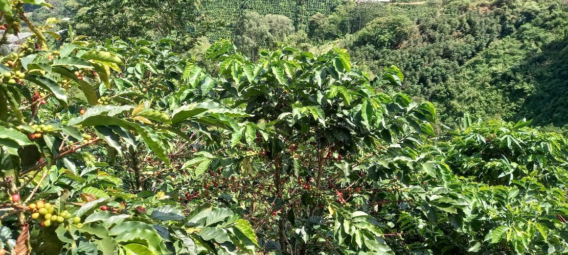 Finca en venta en Combia, Pereira, 4750 m² · foto 3 de 6