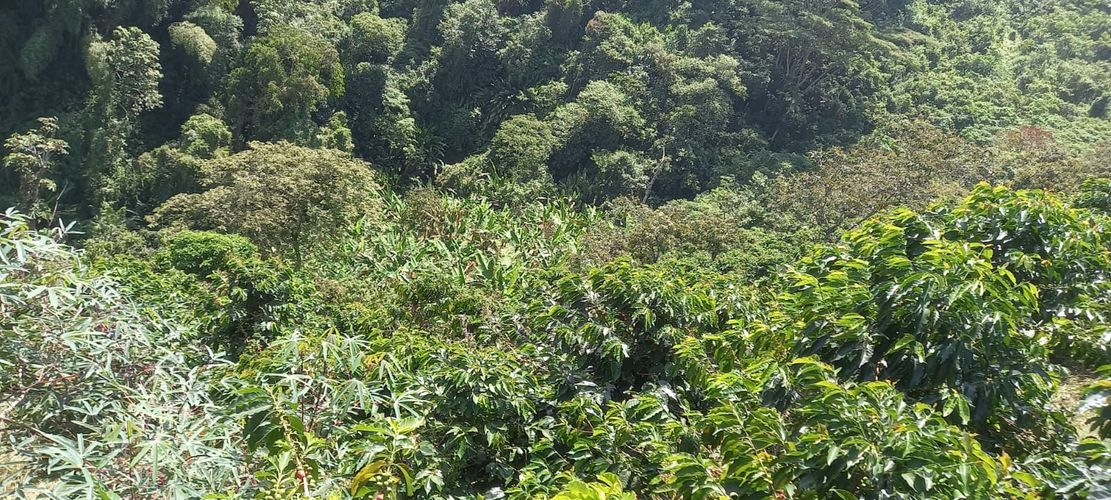 Finca en venta en Combia, Pereira, 4750 m² · foto 4 de 6