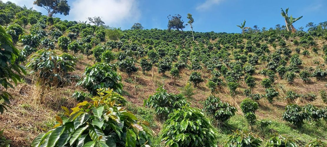 Finca en venta en Combia, Pereira, 4750 m² · foto 5 de 6