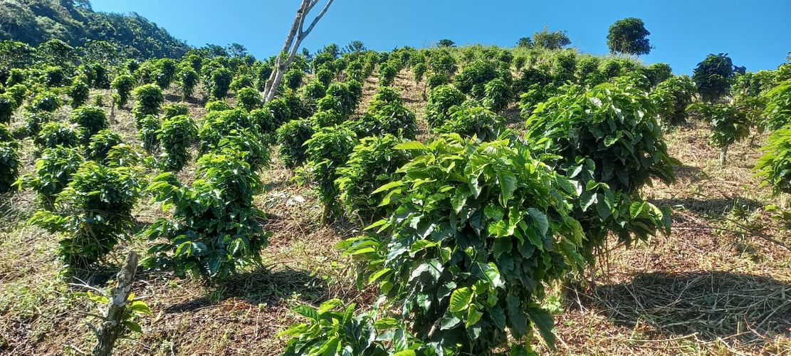 Finca en venta en Combia, Pereira, 4750 m² · foto 6 de 6