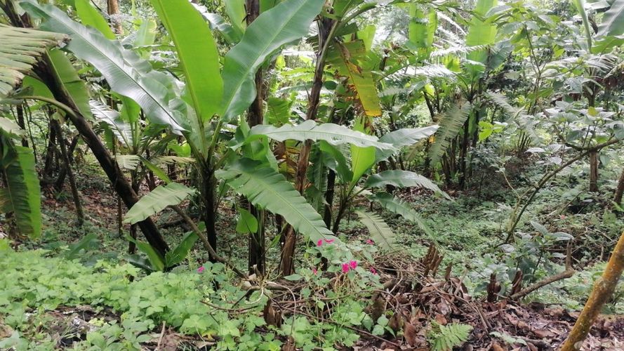 Lote en venta en Rincon Dapa, Yumbo, 4500 m² · foto 4 de 18