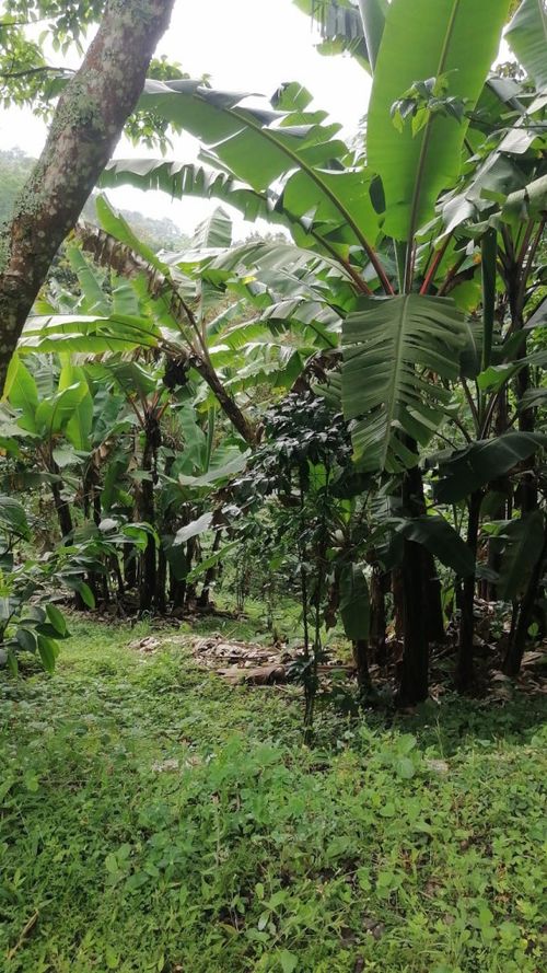 Lote en venta en Rincon Dapa, Yumbo, 4500 m² · foto 11 de 18