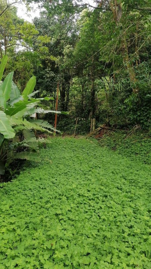Lote en venta en Rincon Dapa, Yumbo, 4500 m² · foto 14 de 18