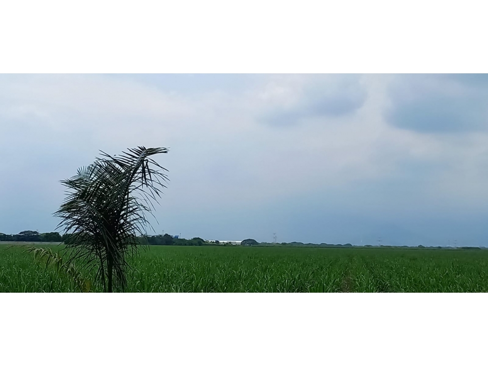 Lote en venta en Palmaseca, Palmira · foto 10 de 10