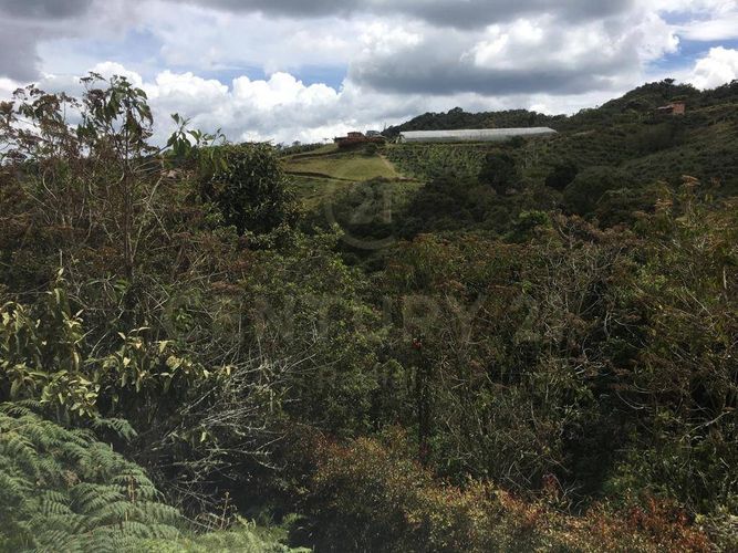 Lote en venta en Pantanillo, Envigado, 9900 m² · foto 13 de 19