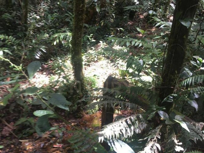 Lote en venta en Pantanillo, Envigado, 9900 m² · foto 15 de 19