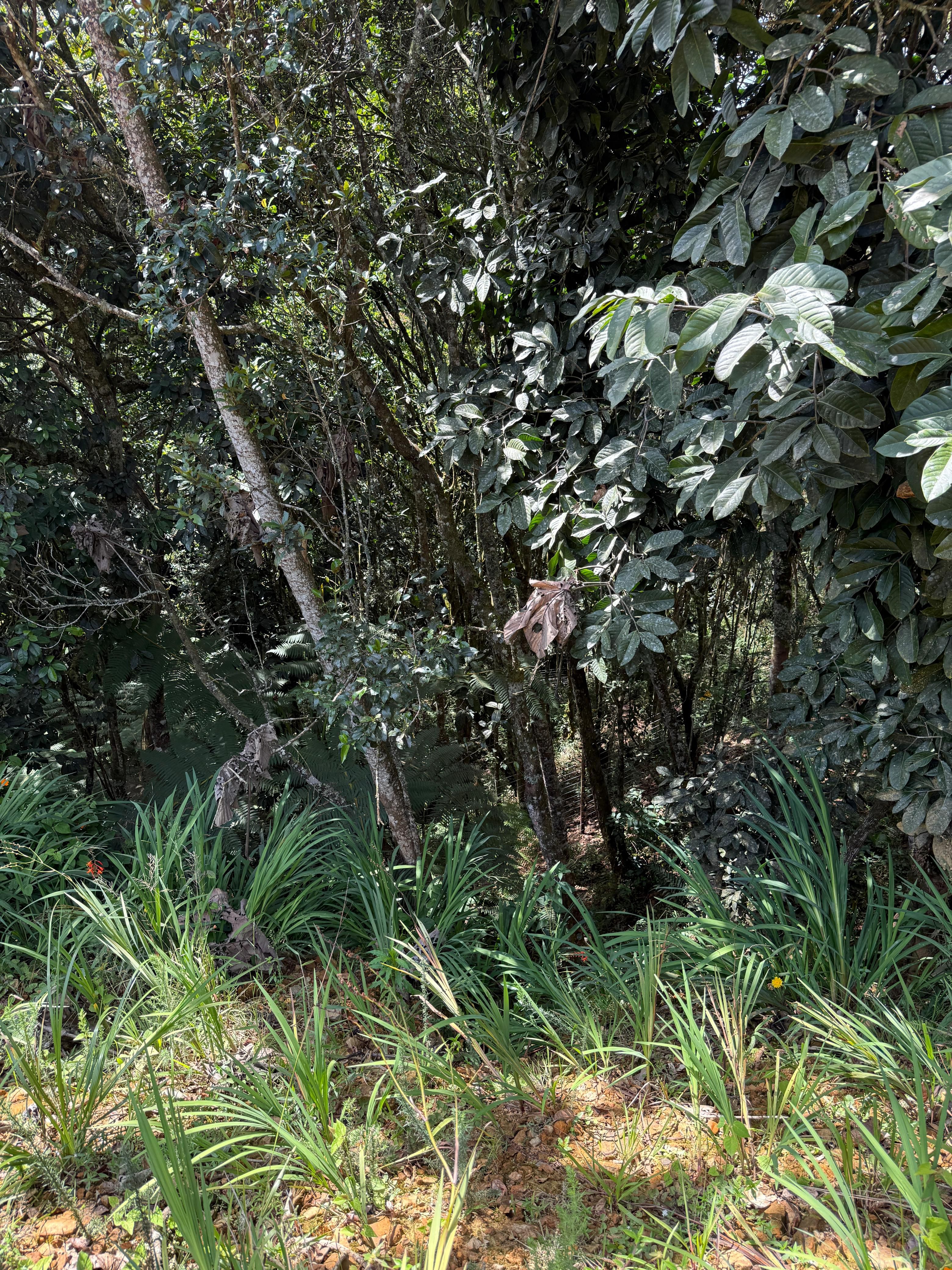 Land in Vía Las Palmas (4666 m²) for Sale - 2