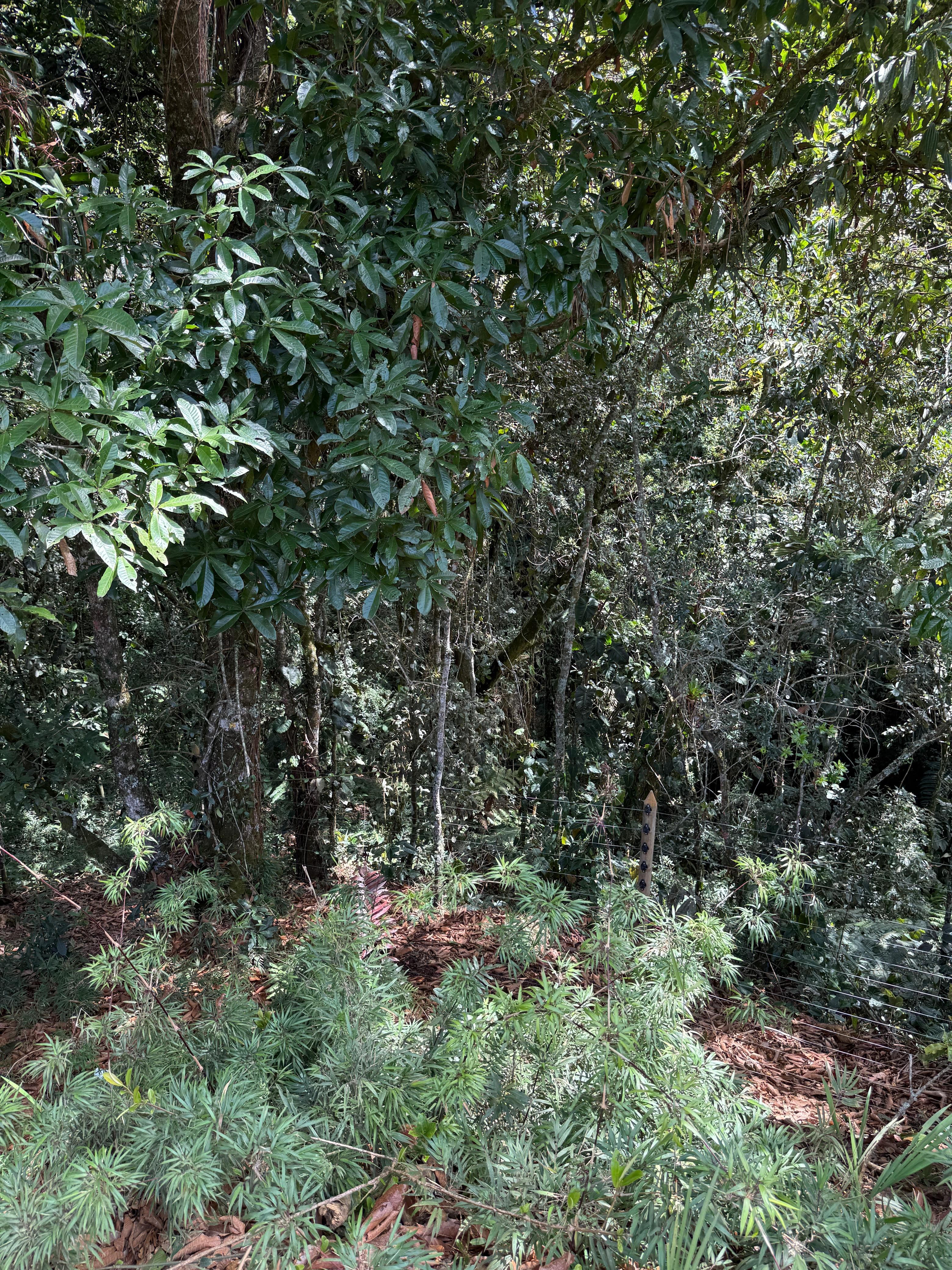 Land in Vía Las Palmas (4666 m²) for Sale - 3