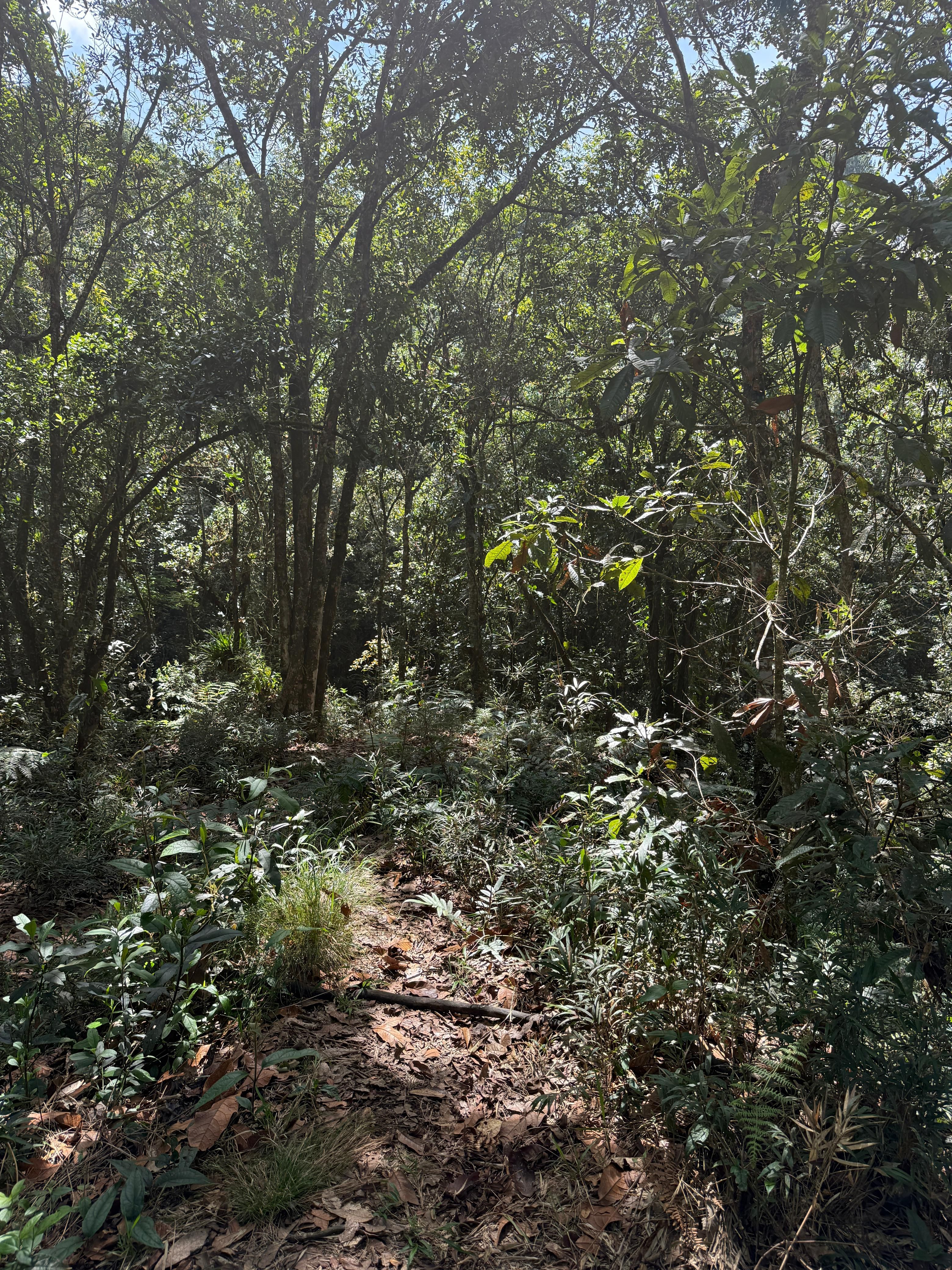 Land in Vía Las Palmas (4666 m²) for Sale - 4