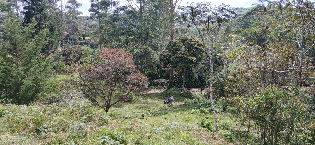 Lote en venta en La Pe�A, Marinilla, 6400 m² · foto 8 de 12