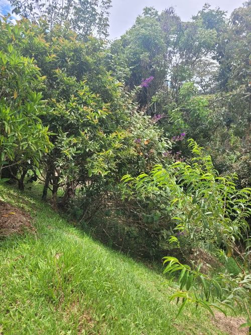 Lote en venta en Santa Ana, El Carmen de Viboral, 3900 m² · foto 10 de 16