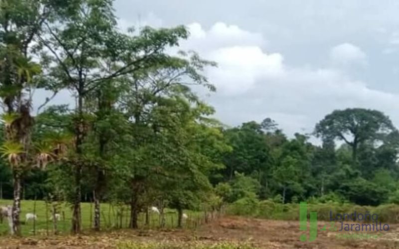 Land in Cabeceras de llanogrande for Sale