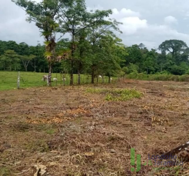 Land in Cabeceras de llanogrande for Sale - 2