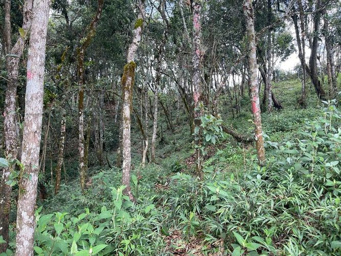 Lote en venta en Las Palmas, Envigado, 3648 m² · foto 6 de 7