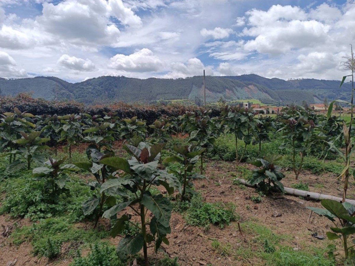 Casa en venta en Chuntame, Cajicá · foto 5 de 11