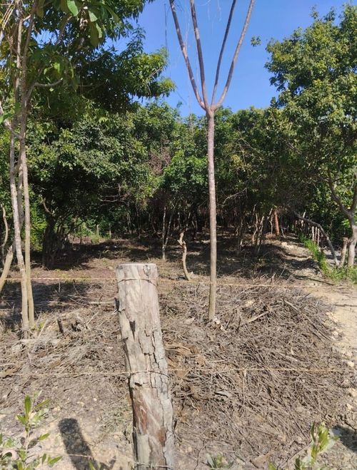 Lote en venta en Barú, Cartagena, 1826 m² · foto 6 de 9