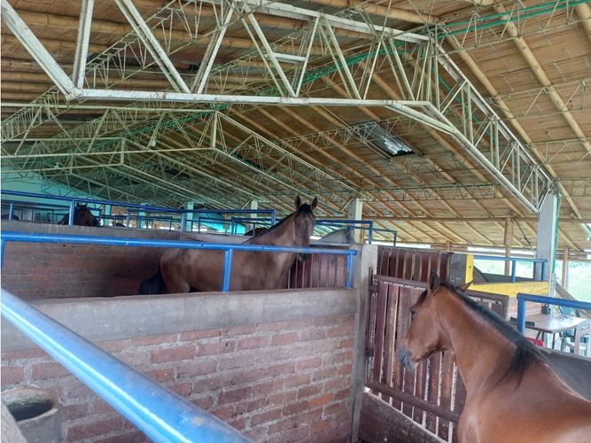 Finca en venta en Morelia, Pereira, 460 m² · foto 11 de 18