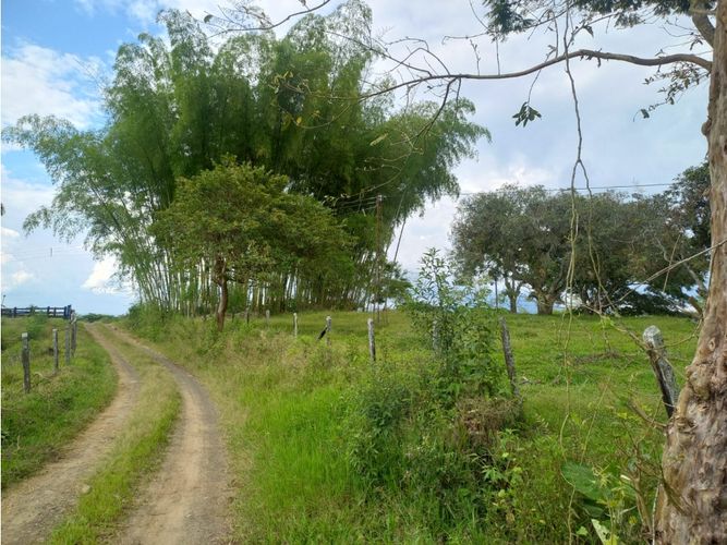 Finca en venta en Morelia, Pereira, 460 m² · foto 13 de 18
