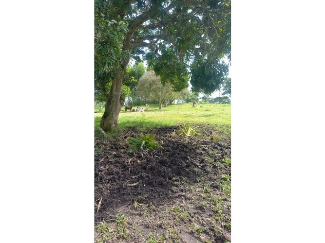 Finca en venta en Morelia, Pereira, 460 m² · foto 16 de 18
