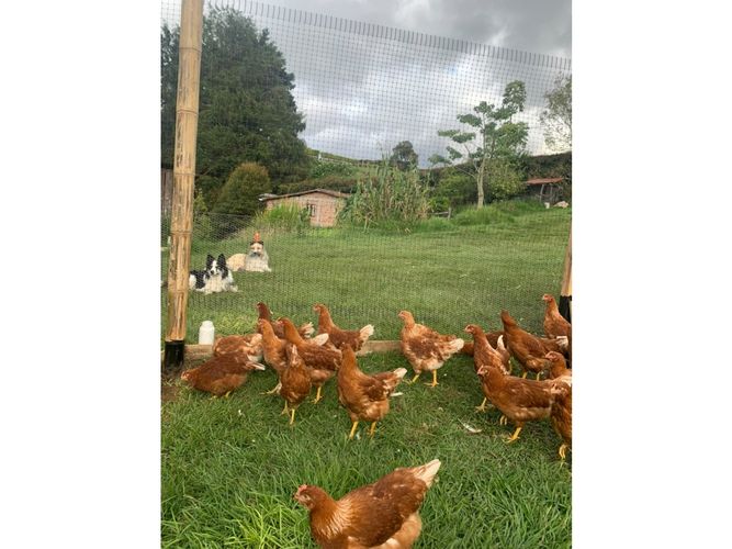 Finca en venta en Bello Horizonte, Bello, 41000 m² · foto 4 de 7