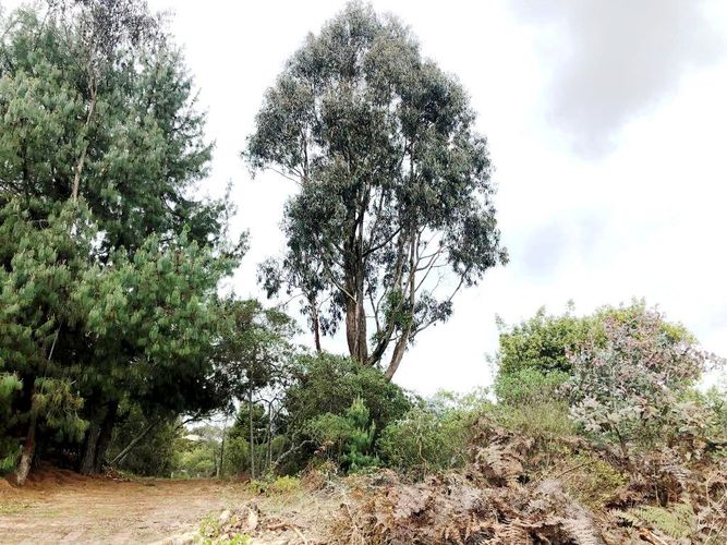 Lote en venta en Yerbabuena, Chía, 10000 m² · foto 5 de 20