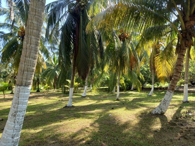 Lote en venta en La Boquilla, Cartagena, 100 m² · foto 9 de 13