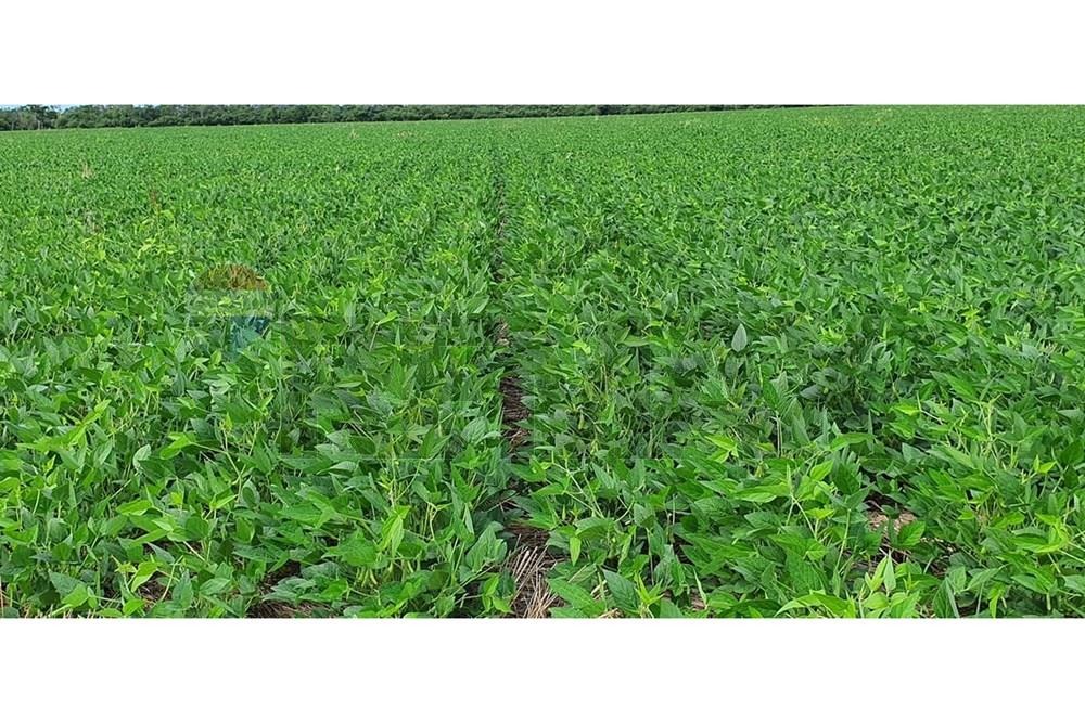 ESTANCIA DE 20.057 HECTÁREAS PRODUCTORA DE SOJA, MAÍZ Y GANADERÍA EN ALTO PARAGUAY EN VENTA — foto 2