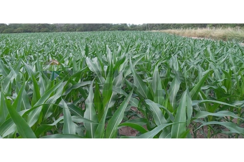 ESTANCIA DE 20.057 HECTÁREAS PRODUCTORA DE SOJA, MAÍZ Y GANADERÍA EN ALTO PARAGUAY EN VENTA — foto 3
