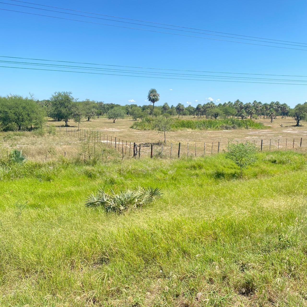 ¡VENDO 10 HECTAREA EN PUERTO FALCON SOBRE RUTA ASFALTADA - foto 1