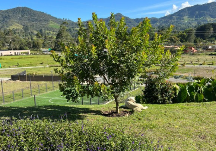 Lote en venta en San Miguel, La Ceja, 2760 m² · foto 4 de 15