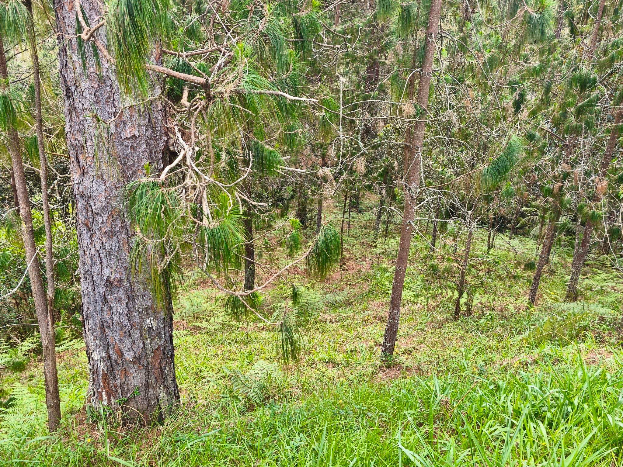 Land in Don diego (1605 m²) for Sale - 4