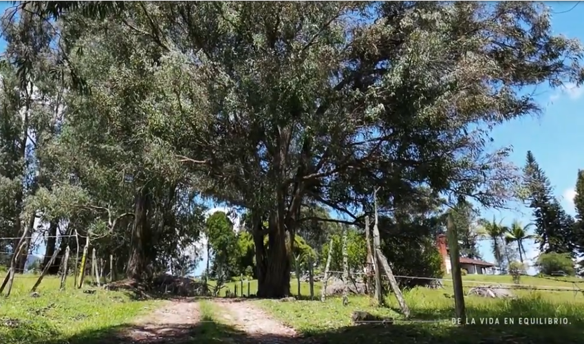 Lote en venta en La Ceja, 1350 m² · foto 9 de 17