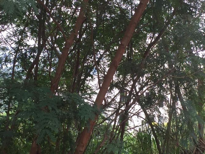 Lote en venta en Cristales, Cali, 1400 m² · foto 6 de 24