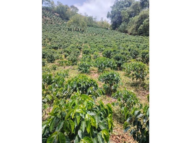 Finca en venta en Corinto, Manizales, 92800 m² · foto 6 de 17
