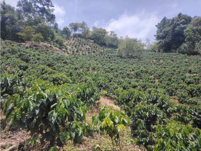Finca en venta en Corinto, Manizales, 92800 m² · foto 7 de 17