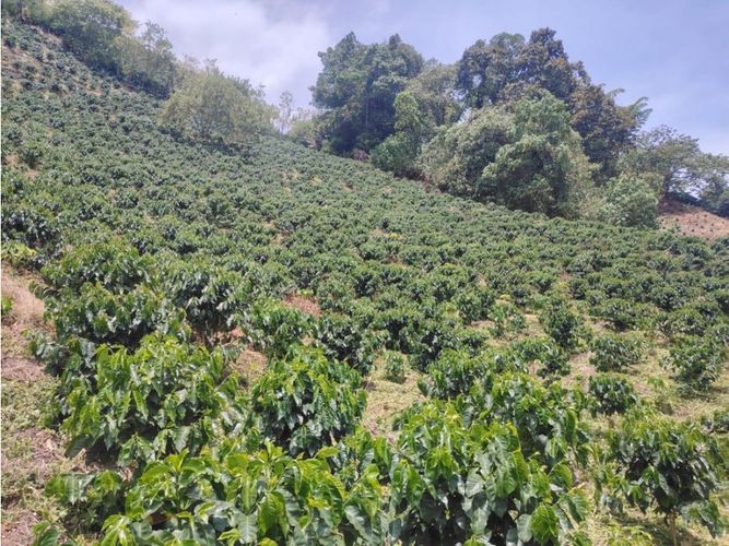 Finca en venta en Corinto, Manizales, 92800 m² · foto 8 de 17