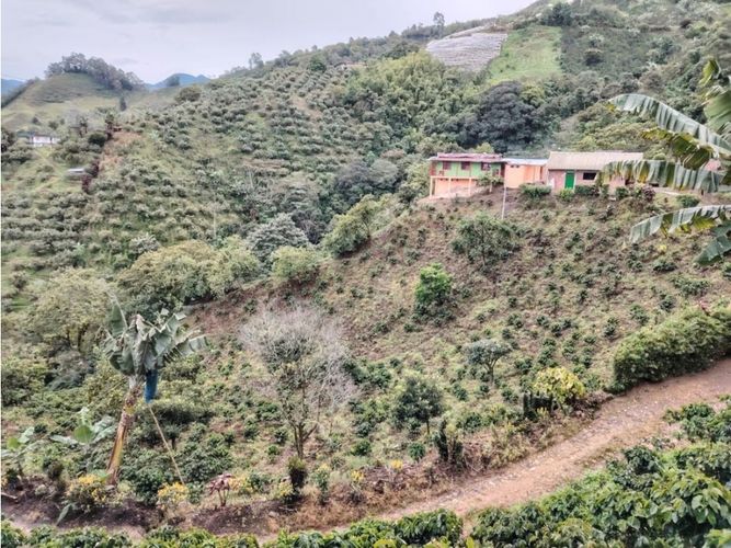 Finca en venta en Corinto, Manizales, 92800 m² · foto 14 de 17