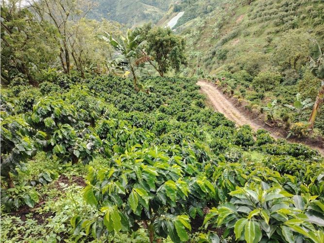 Finca en venta en Corinto, Manizales, 92800 m² · foto 16 de 17
